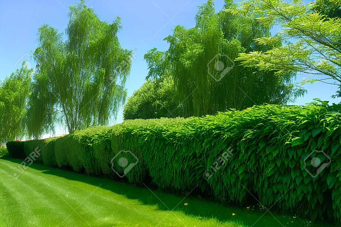 Hausgartenlandschaft - ein grüner Rasen und eine große Hecke auf einem blauen Himmelhintergrund.