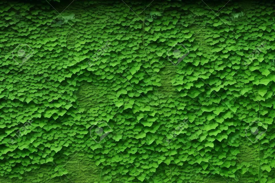 Große alte Backsteinmauer aus dem Archiv, bedeckt mit üppigen grünen Efeupflanzen (hohe Details).