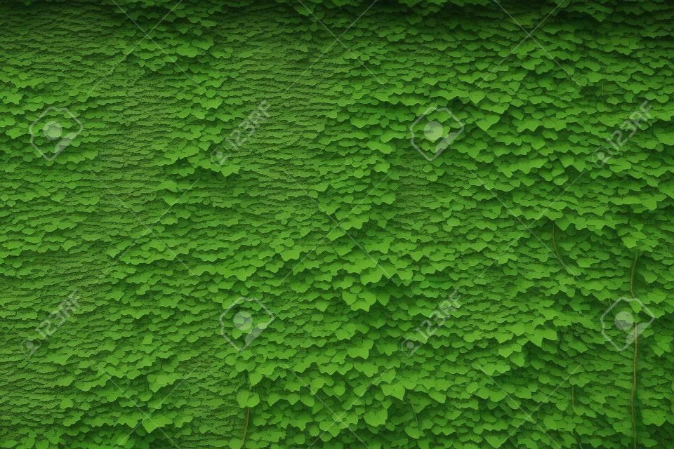 Große alte Backsteinmauer aus dem Archiv, bedeckt mit üppigen grünen Efeupflanzen (hohe Details).