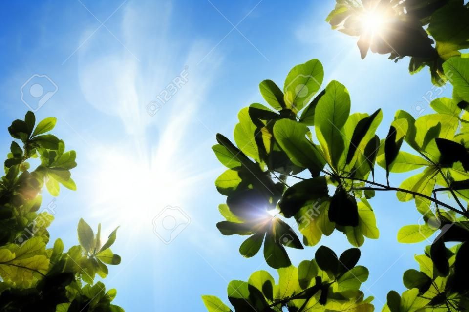 глядя на лист с голубым небом и луч солнца свет.