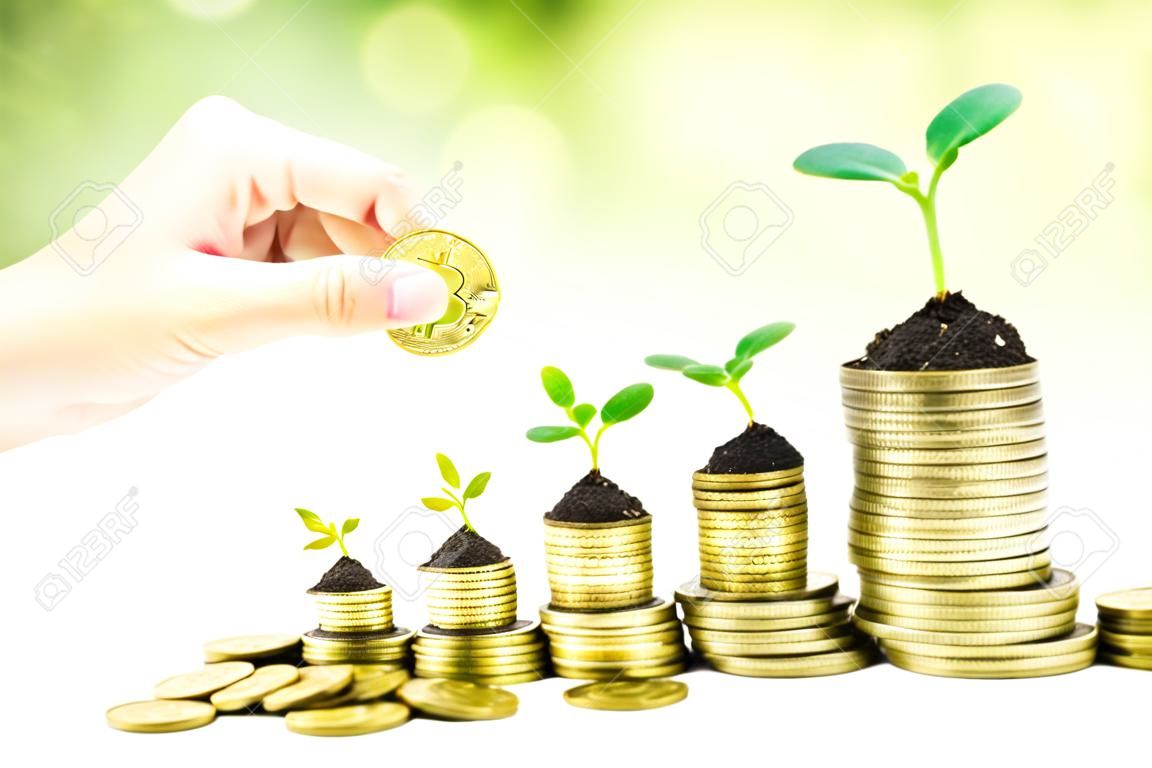 hand giving a golden coin to trees growing in a sequence of germination on piles of golden coins   csr   sustainable development   trees growing on stack of coins   saving