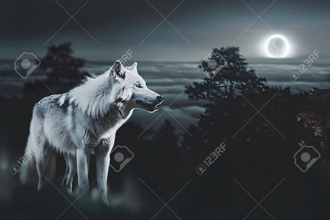 Biały Wilk Alfa W noc pełni księżyca Patrząc na zdobycz na pustyni.