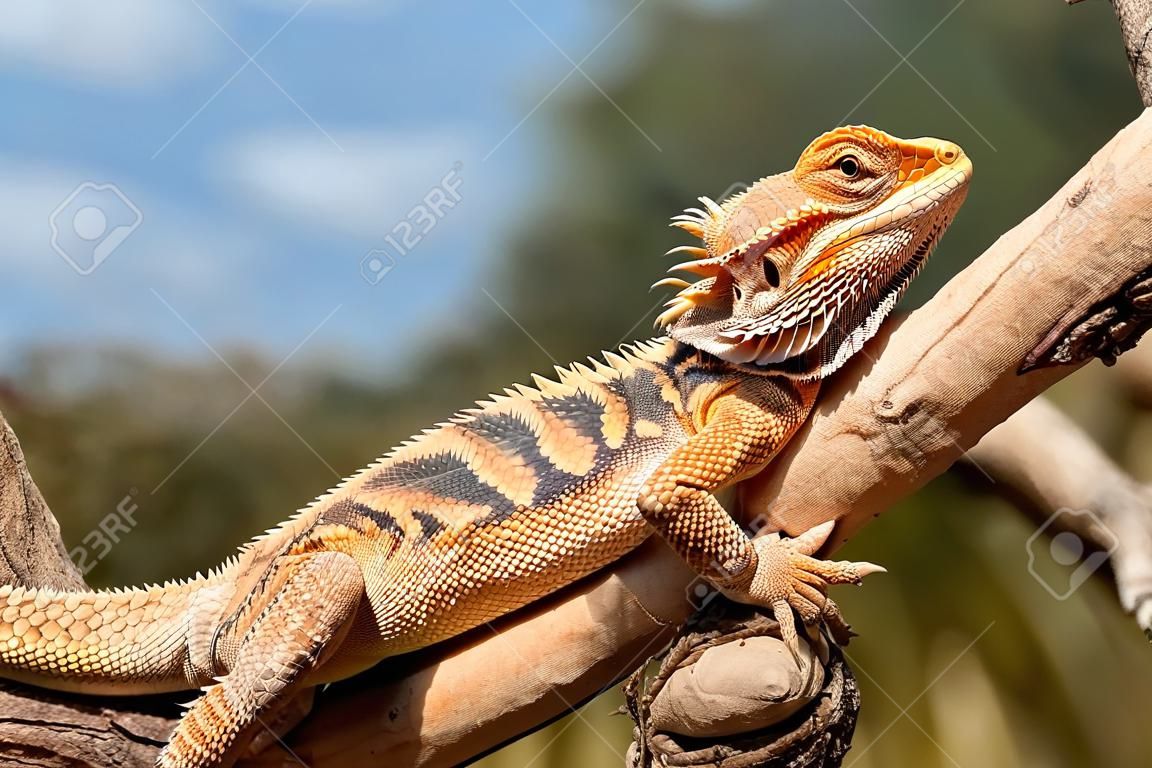 Um lagarto de dragão barbado relaxado banhando-se ao sol em um galho de árvore ao ar livre
