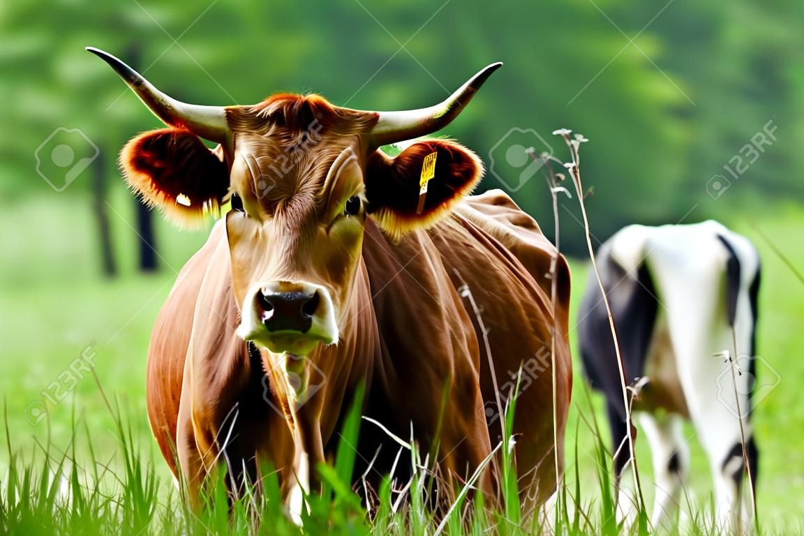 Brown cow is grazing on the meadow and looking straight into the eyes