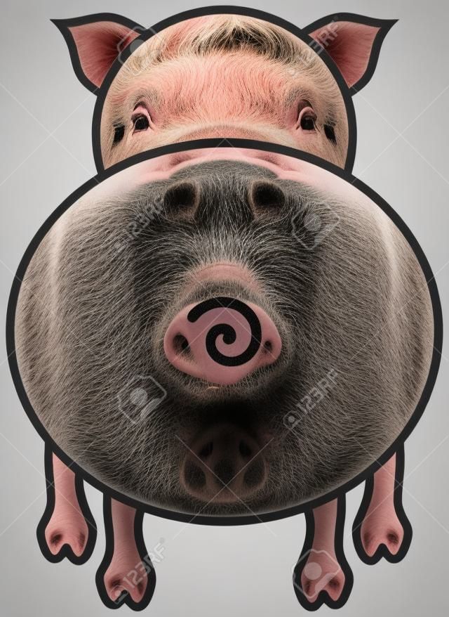 a pig seen from behind