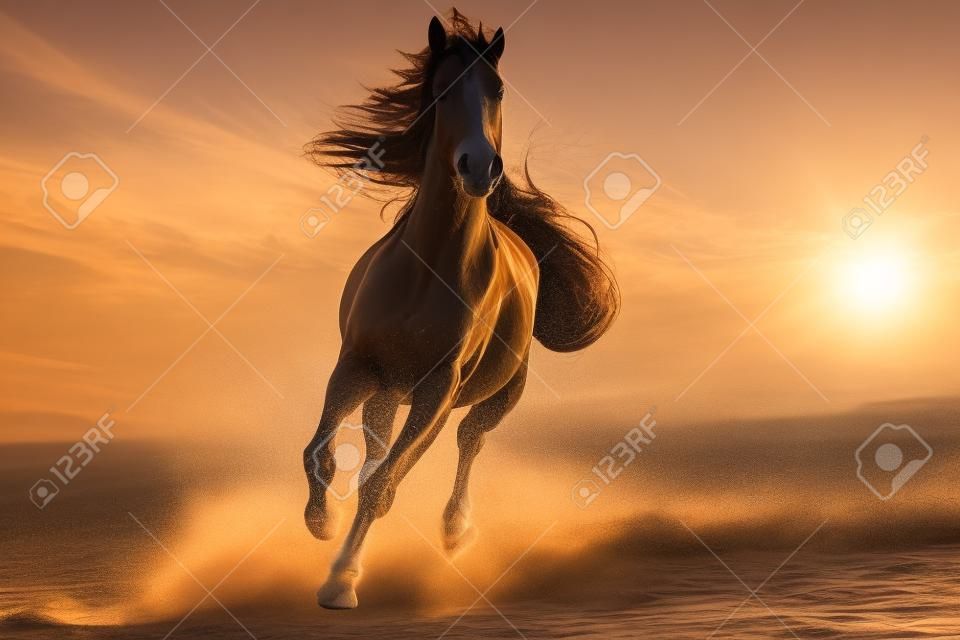Running horse with streamed mane. Sunset time and sand