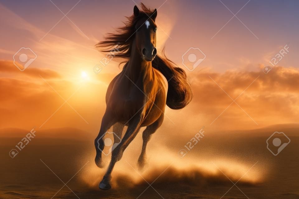Running horse with streamed mane. Sunset time and sand