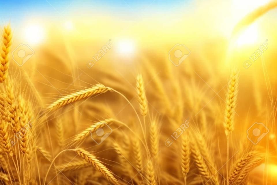 Campo de trigo dourado com céu azul no fundo.