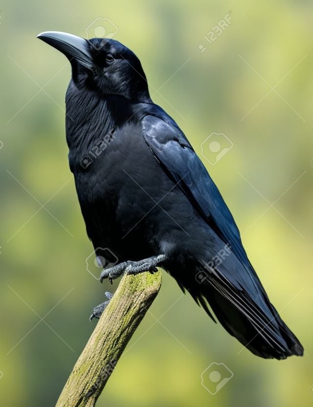 Side view of a Raven on a branch, isolated on white