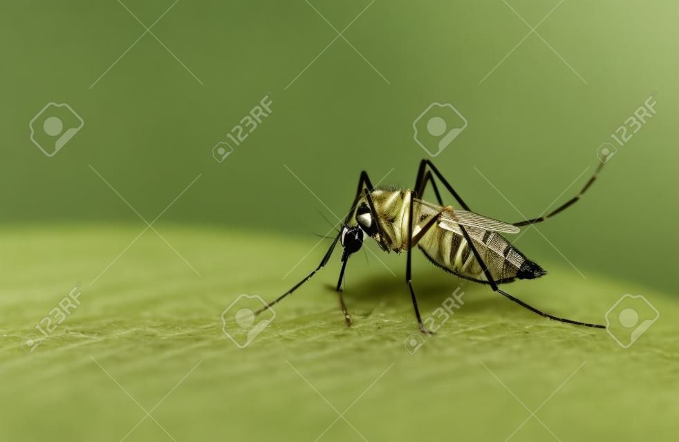 Komar Aedes wysysa krew z ludzkiej skóry.