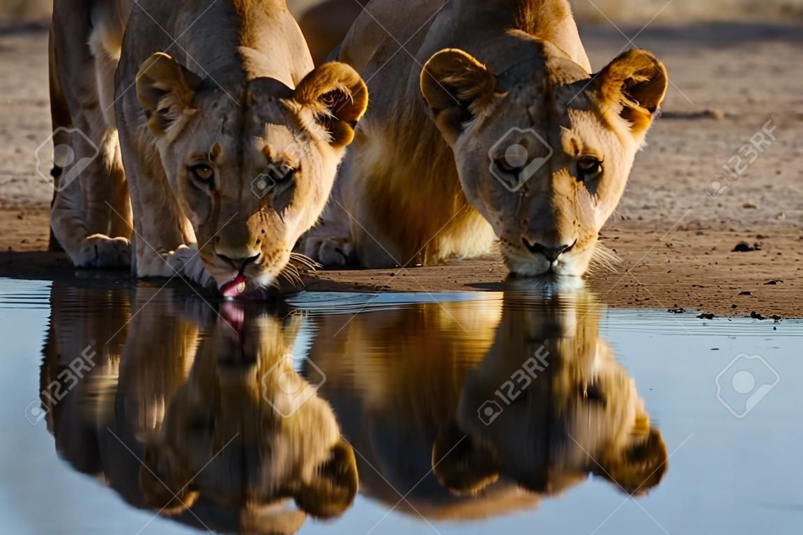 Le reflet des lionnes buvant l'eau d'un petit étang