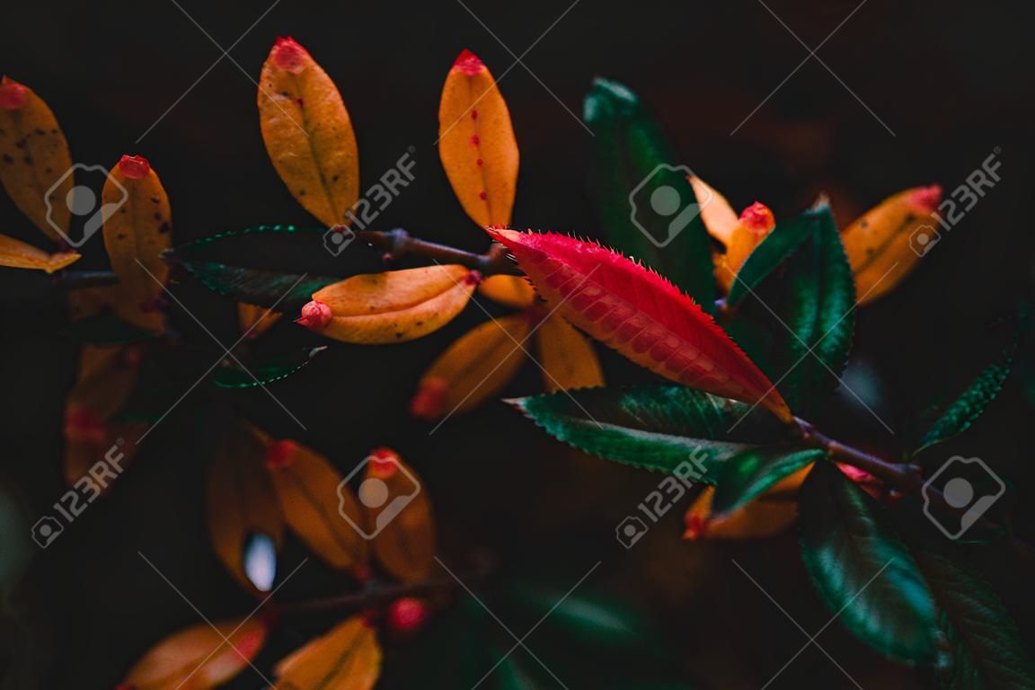 A close-up shot of a Juliana's barberry branch in the dark.Perfect for wallpaper.