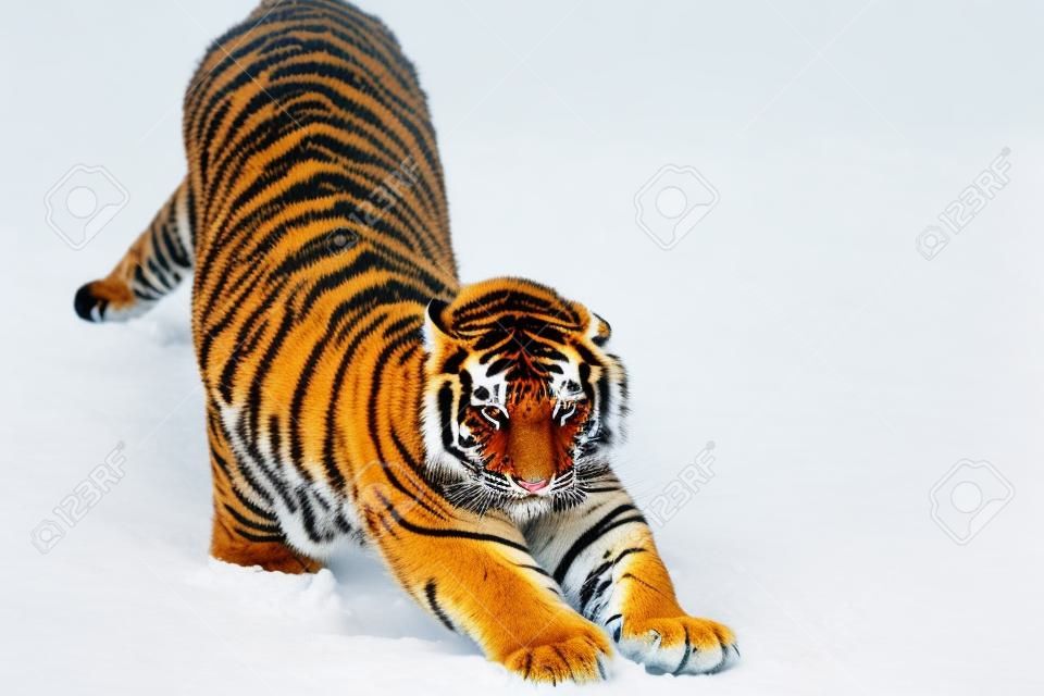 young tiger stretched on snow