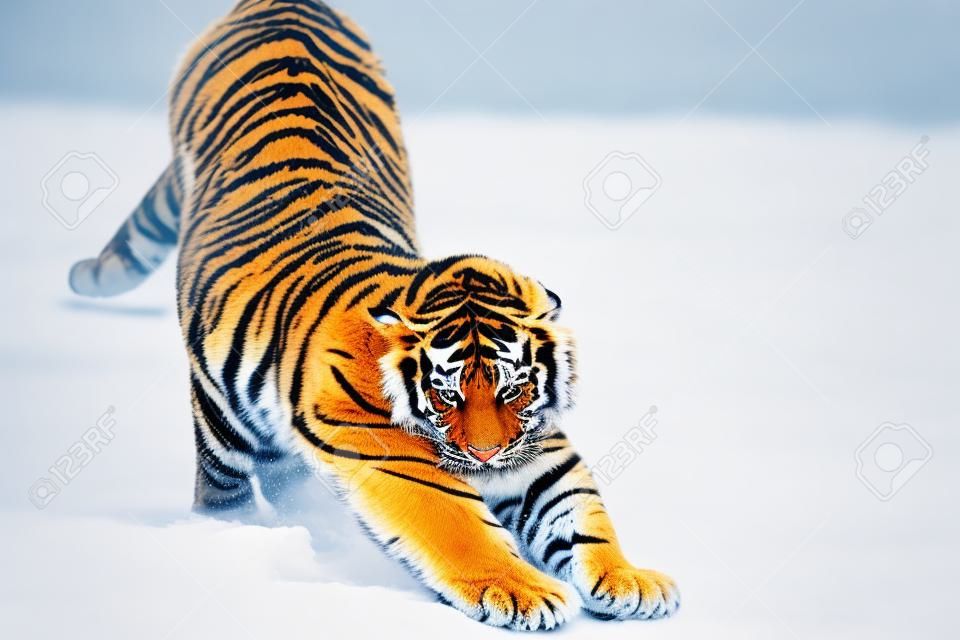 young tiger stretched on snow