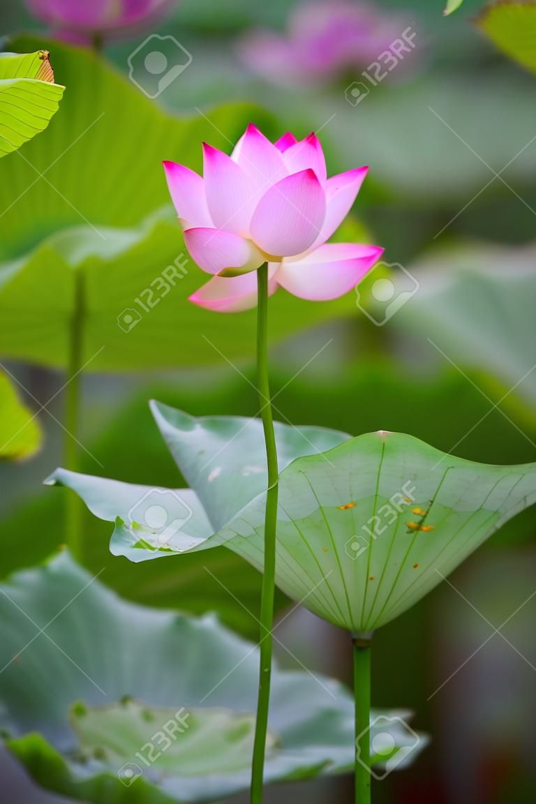 flor flor de loto