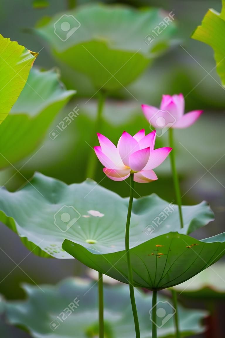 flor flor de loto