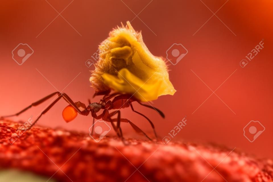 macro d'une fourmi rouge coupe-feuille portant un bourgeon floral jaune lourd
