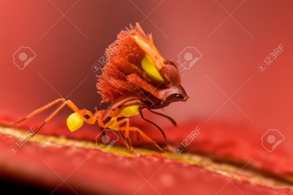 macro d'une fourmi rouge coupe-feuille portant un bourgeon floral jaune lourd
