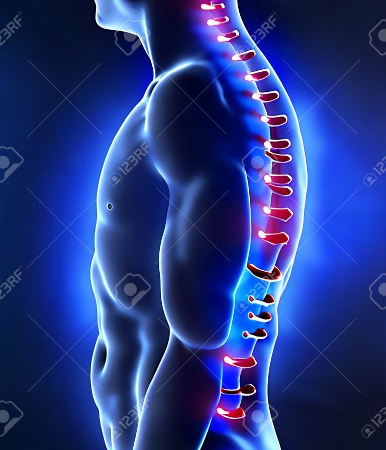 Focused in human vertebrae - intervertebral disc