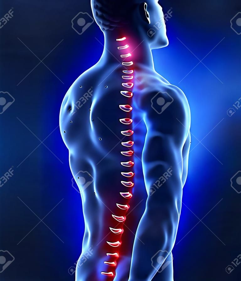 Focused in human vertebrae - intervertebral disc