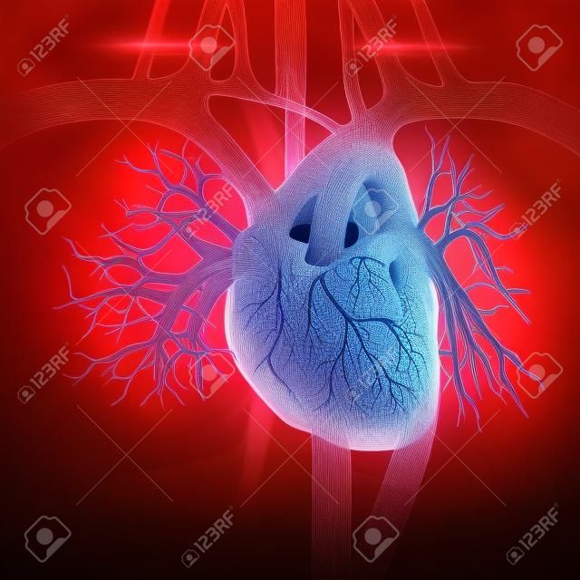Coronary arteries, auricles, ventricles in human heart