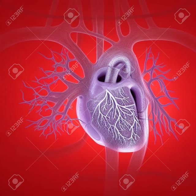 Coronary arteries, auricles, ventricles in human heart