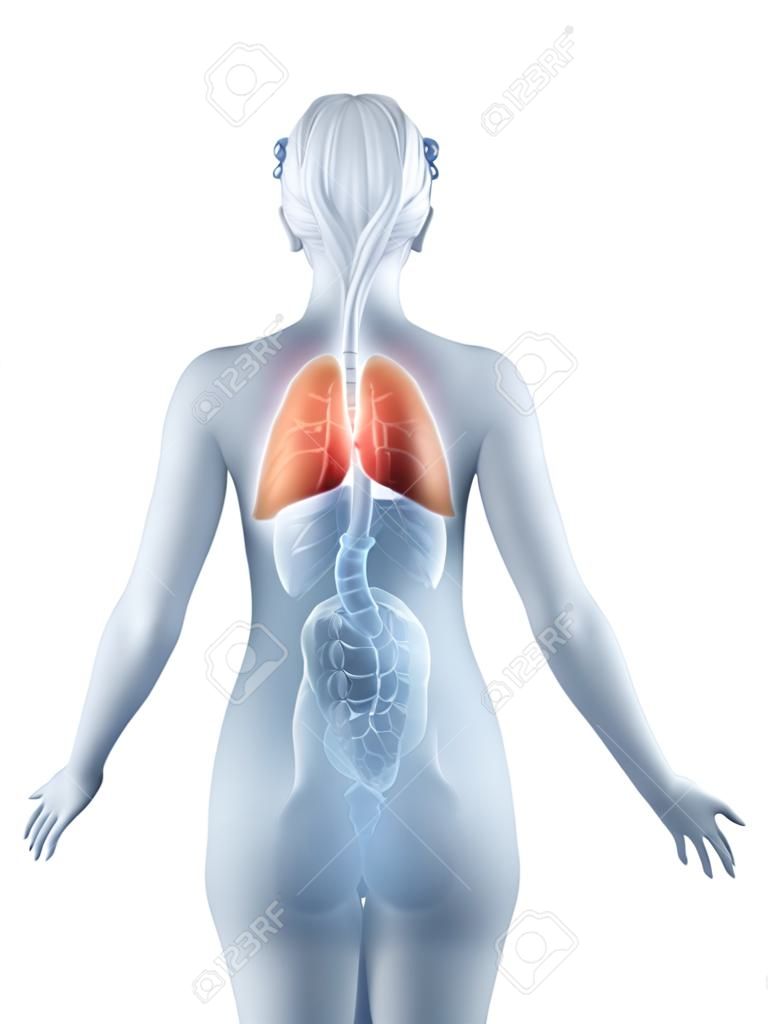 Lung Position Anatomie Frau isoliert Rückansicht