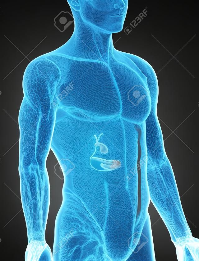 Pancreas en biliaire mannelijke anatomie vóór röntgenfoto's