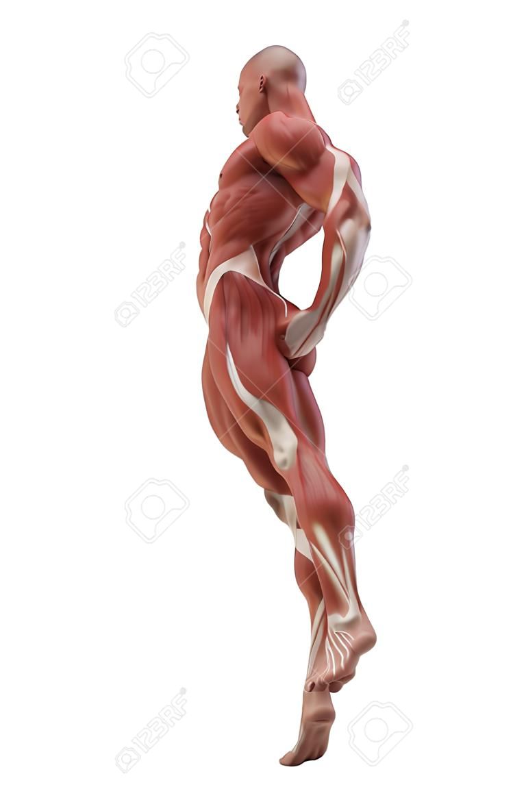 aislado anatomía blanco Mapa del músculo - actitud de lucha