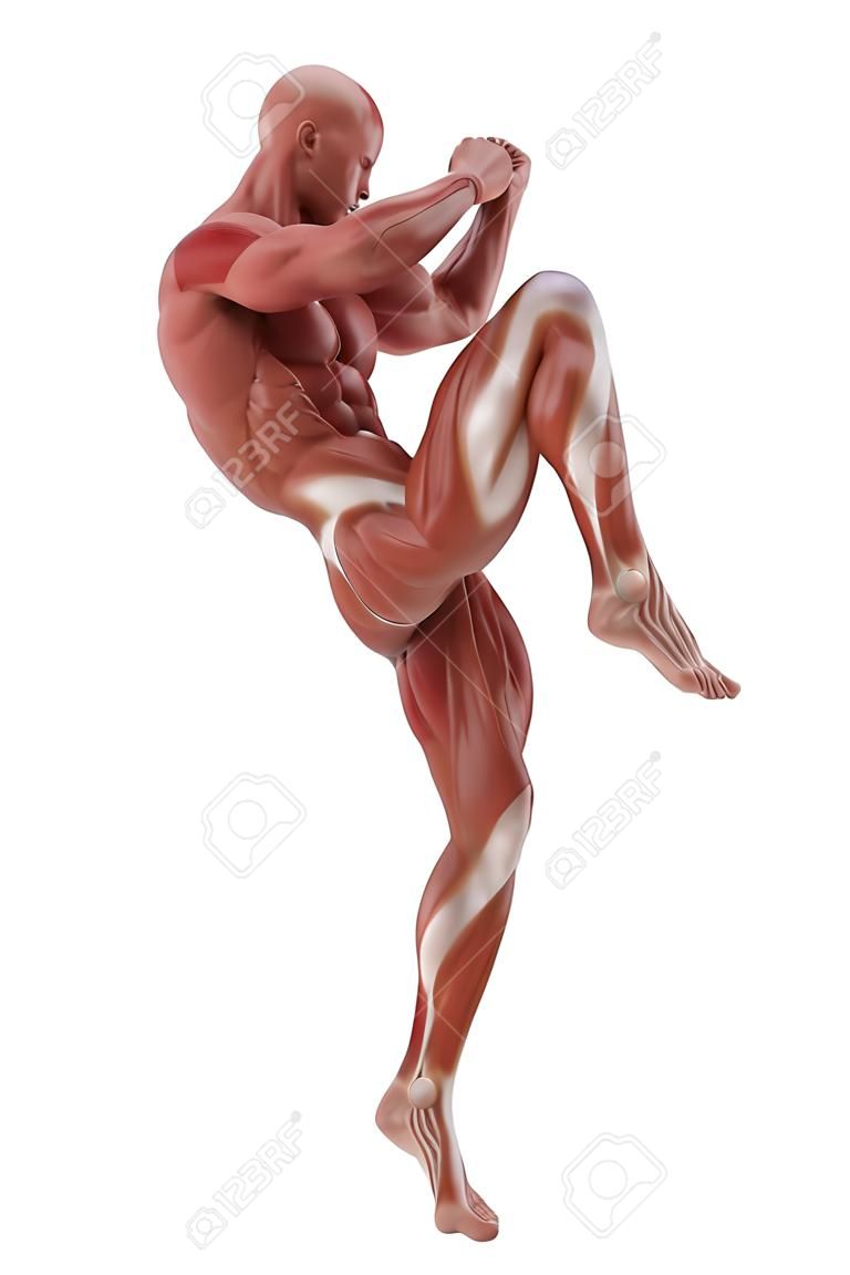 Anatomy muscle map white isolated - fight pose