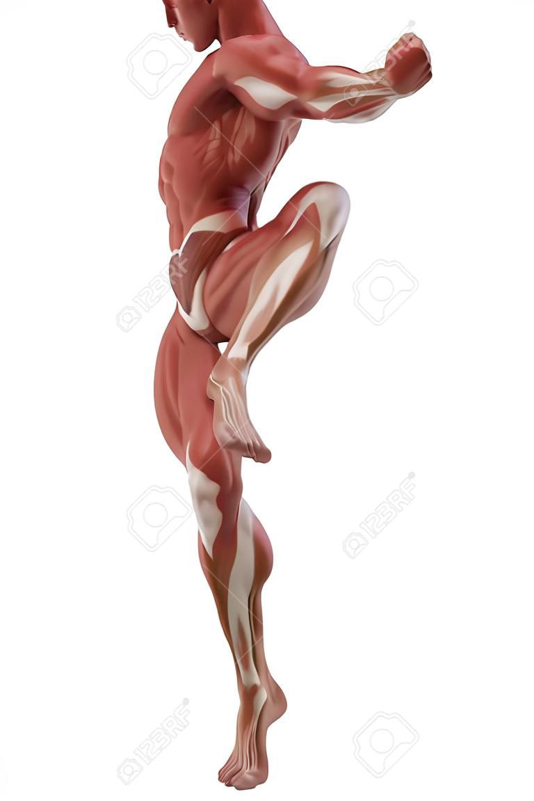 Anatomy muscle map white isolated - fight pose