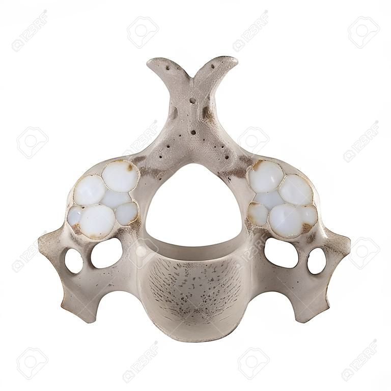 C3 Cervical vertebra  isolated on white bottom inferior view