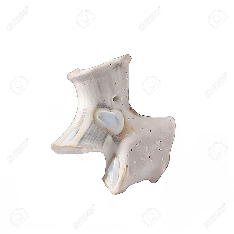 T11 Thoracic vertebra  isolated on white left lateral view