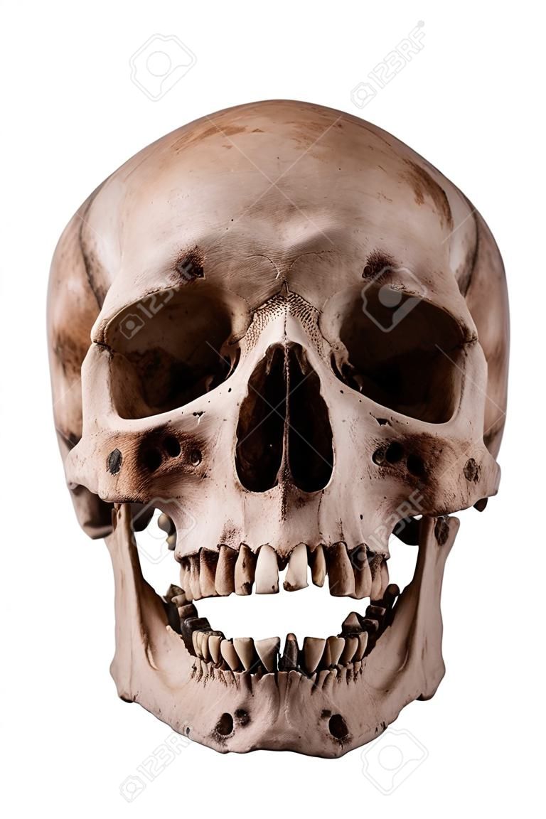 人類頭骨張嘴在孤立的白色背景前視圖