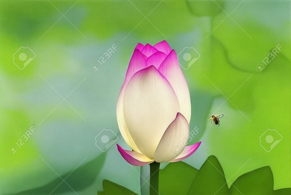 Lotus und Biene