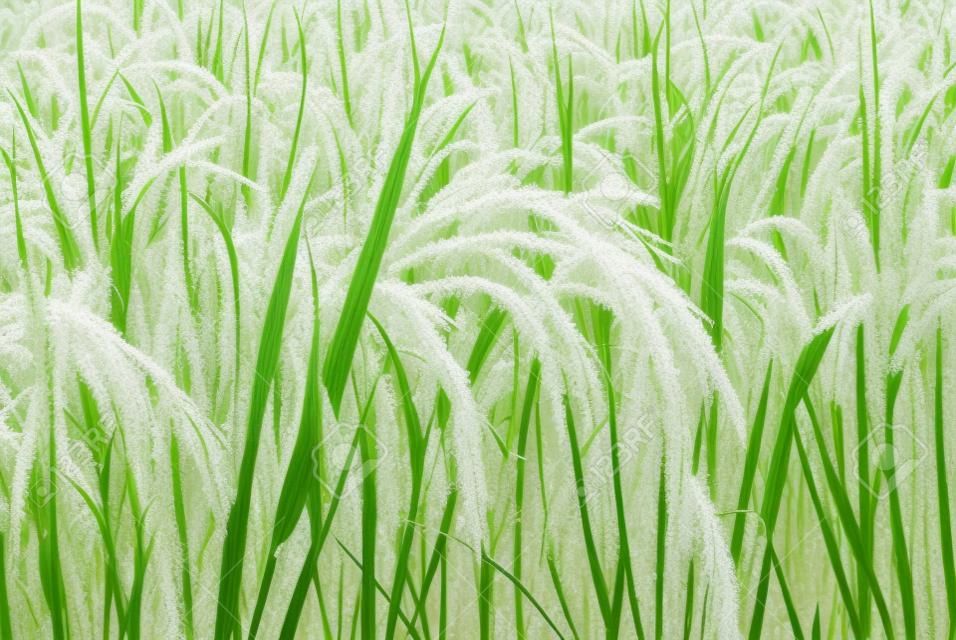 растения риса в рисовое поле