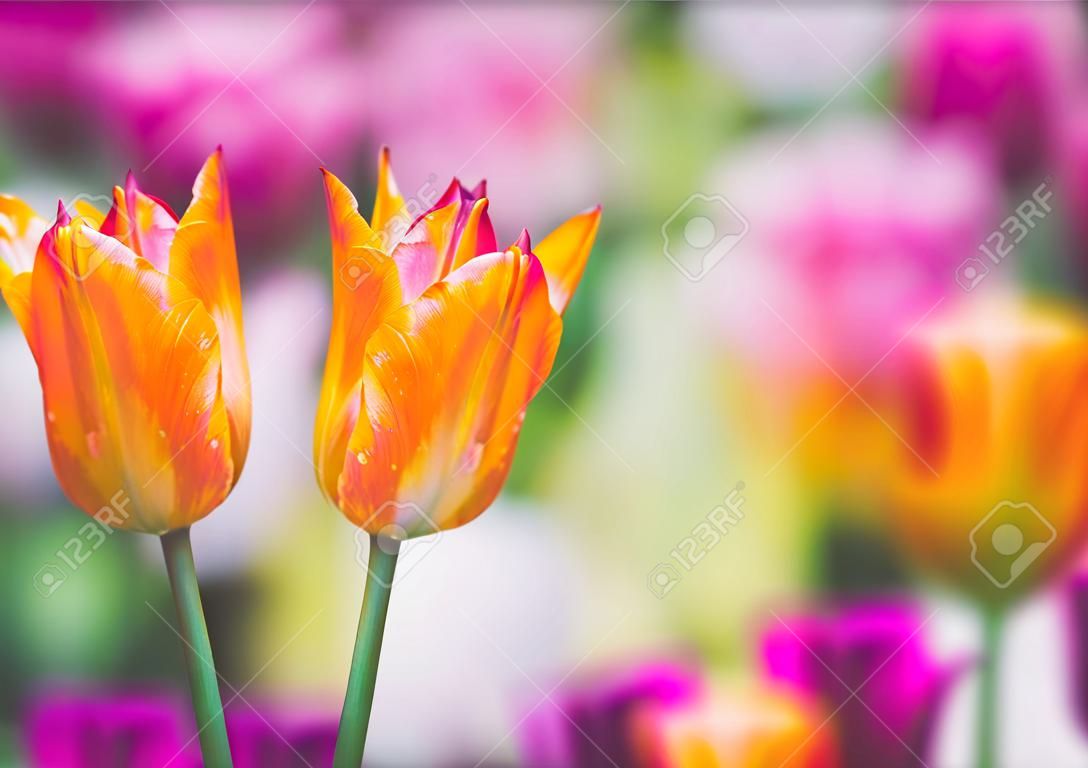 Orange tulip on colored background as template for official network. There's a white square. Flowers composition romantic. It is beautiful.