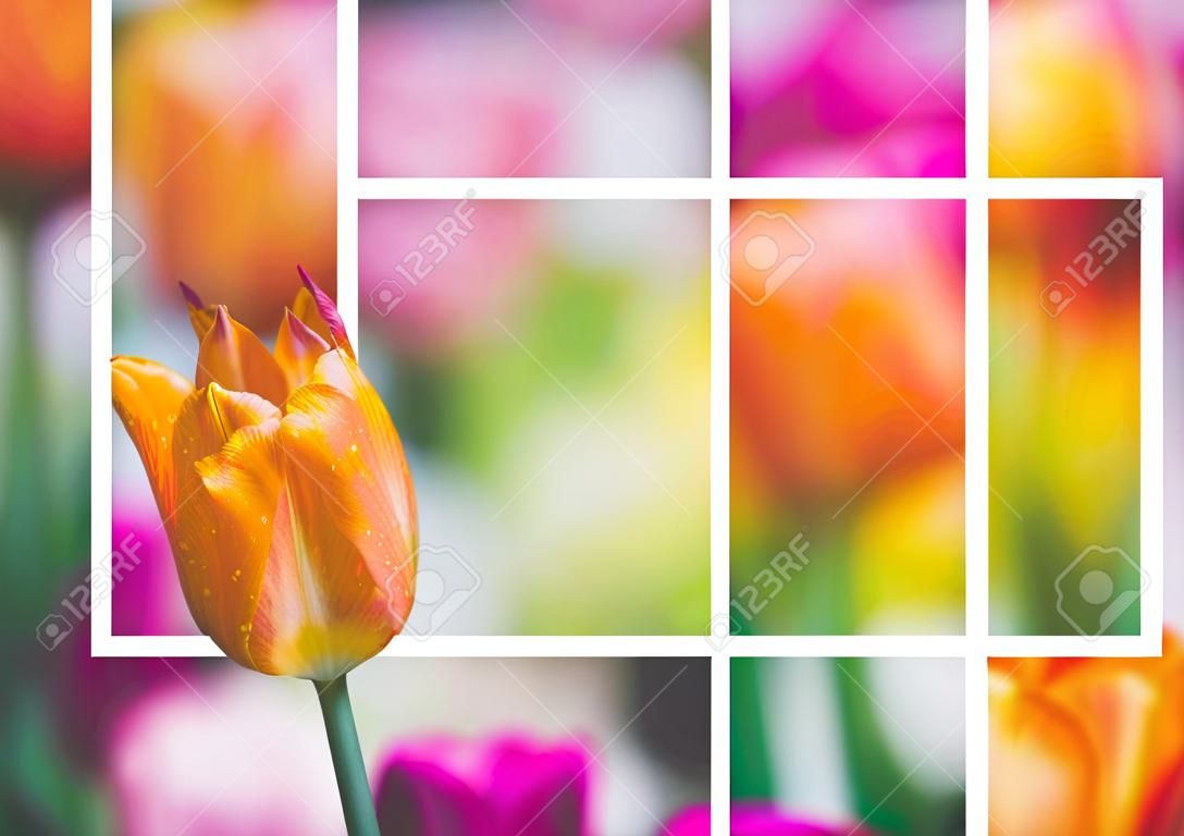 Tulipano arancione su sfondo colorato come modello per la rete ufficiale. C'è un quadrato bianco. Composizione di fiori romantica. È bella.