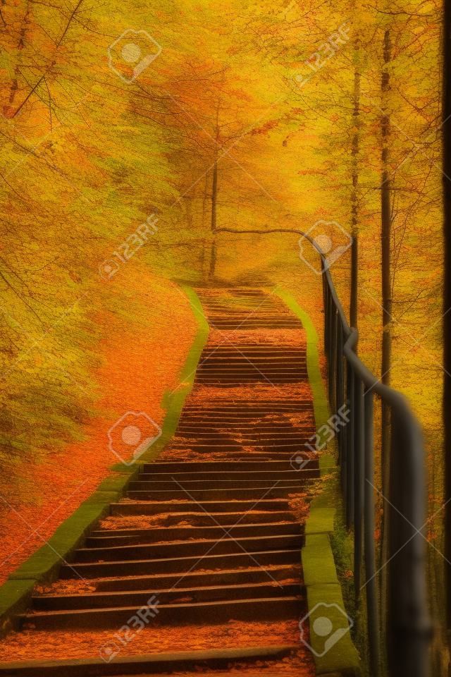 Escalier vers le haut dans une forêt paisible, à l'automne