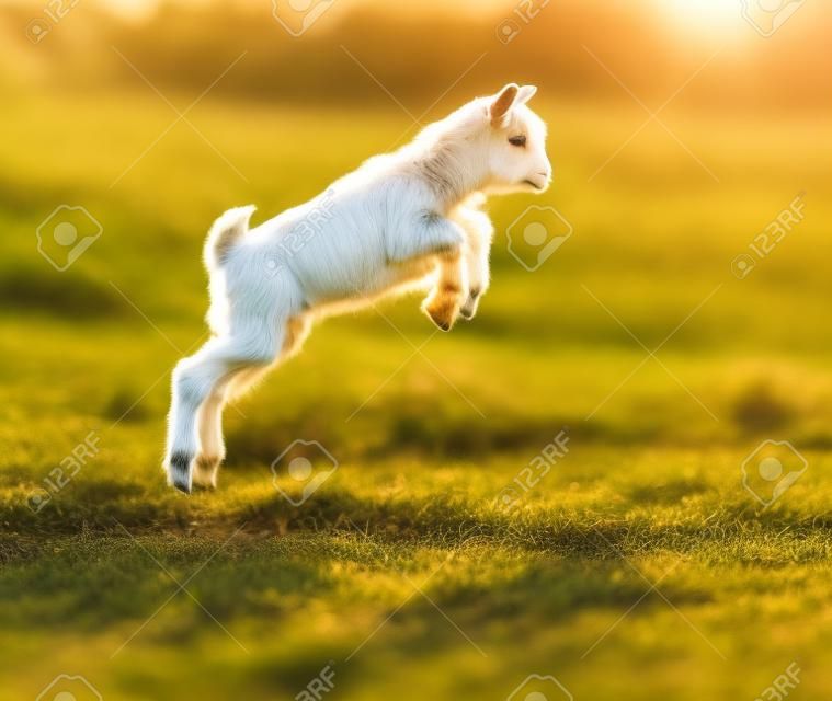 Adorable cabrito saltando en un pasto