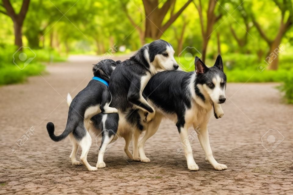 L'immagine di tre cani randagi sembra divertente durante l'accoppiamento nel parco