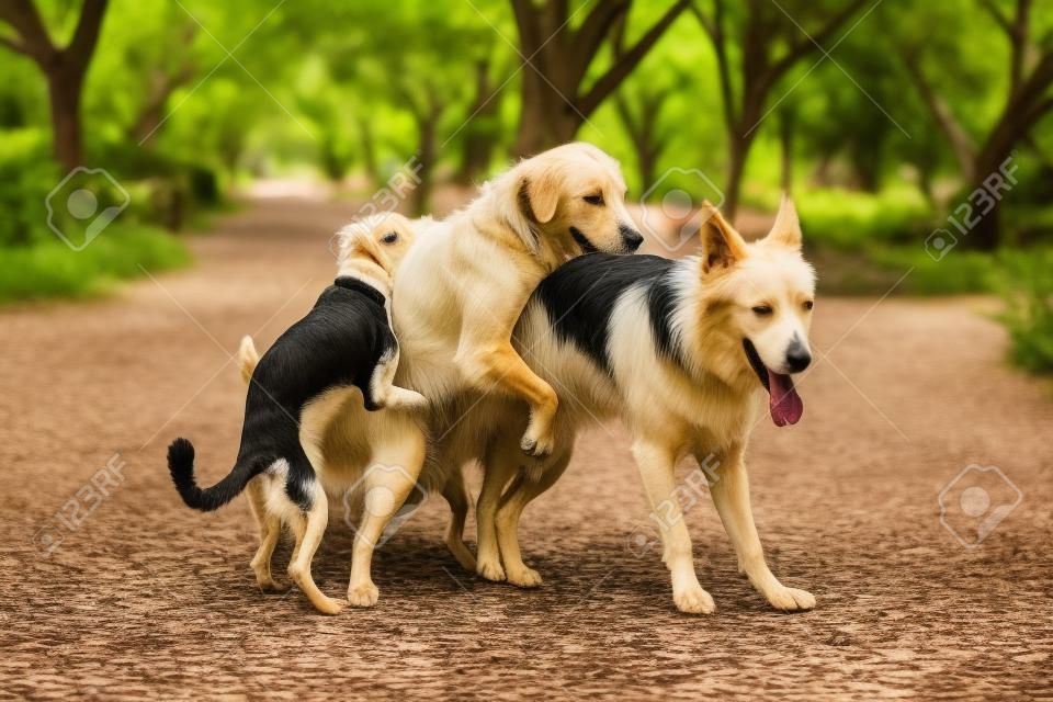 L'immagine di tre cani randagi sembra divertente durante l'accoppiamento nel parco