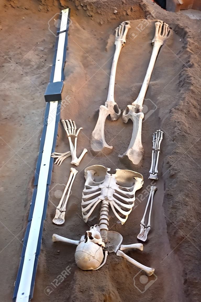 고고학 발굴. 무덤에서 발견된 인간의 유골(골격과 두개골의 뼈). 판자를 측정합니다. 실제 파는 과정. 야외, 복사 공간.