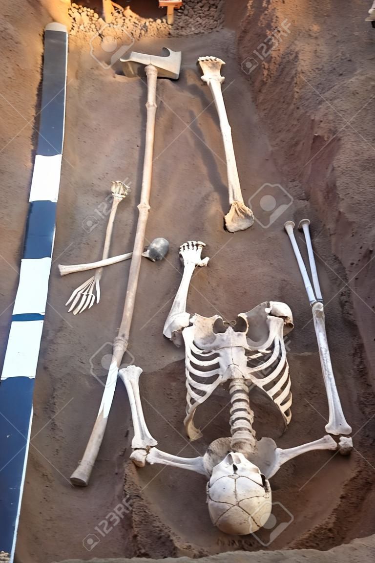 고고학 발굴. 무덤에서 발견된 인간의 유골(골격과 두개골의 뼈). 판자를 측정합니다. 실제 파는 과정. 야외, 복사 공간.
