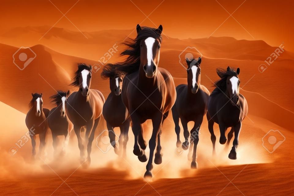 imágenes de grupo de caballos corriendo hd