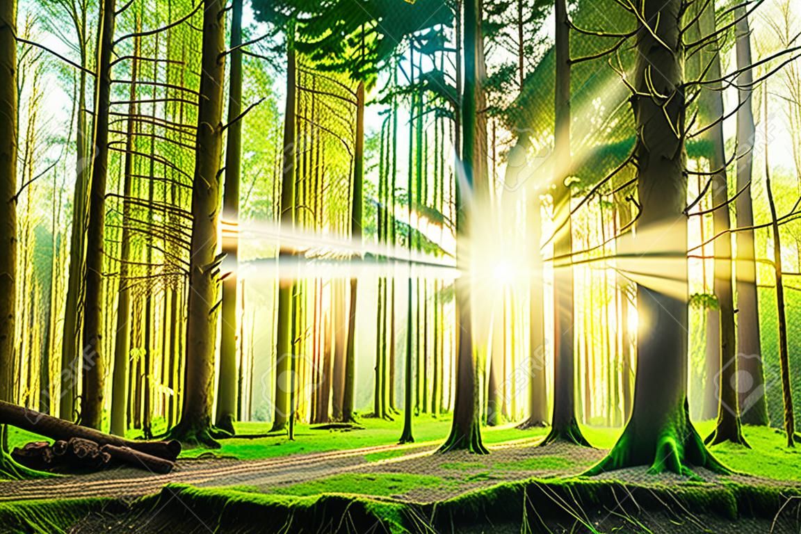 森林與陽光