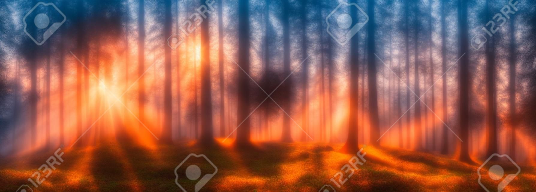 Восход солнца в лесу