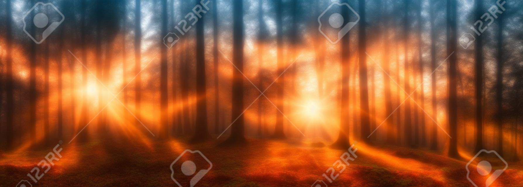 Sunrise in a forest