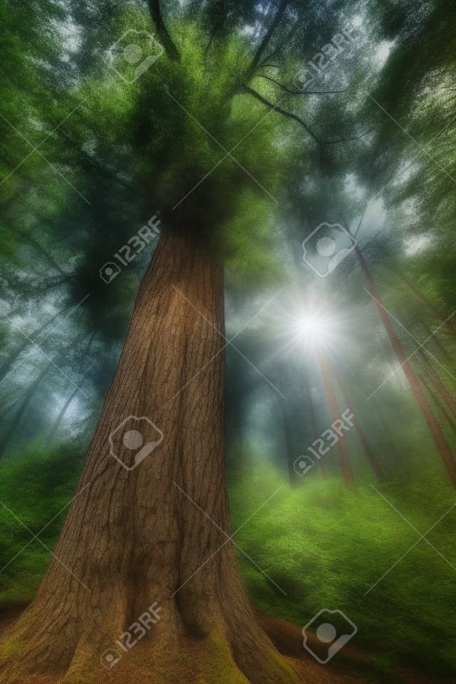 Grote boom in het bos