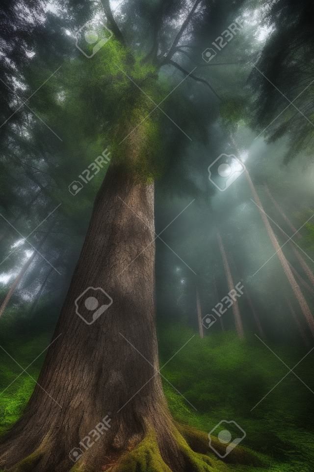 Grote boom in het bos
